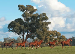 Stallions
