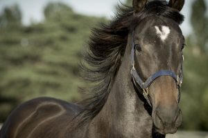 horse_syndication