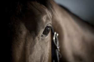 thoroughbred_industry_legal_services