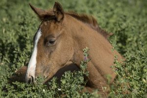 thoroughbred_industry_specialists